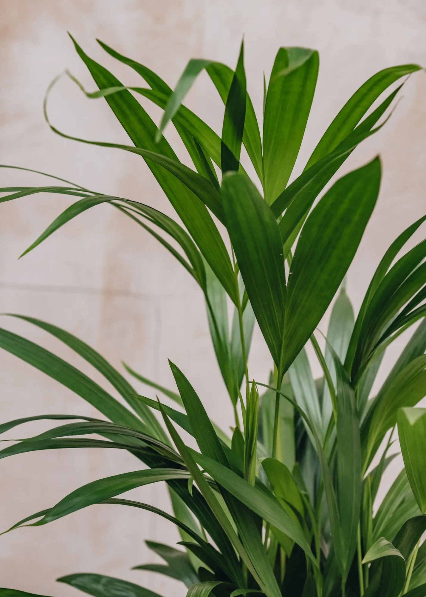 Areca Dypsis lutescens 17cm