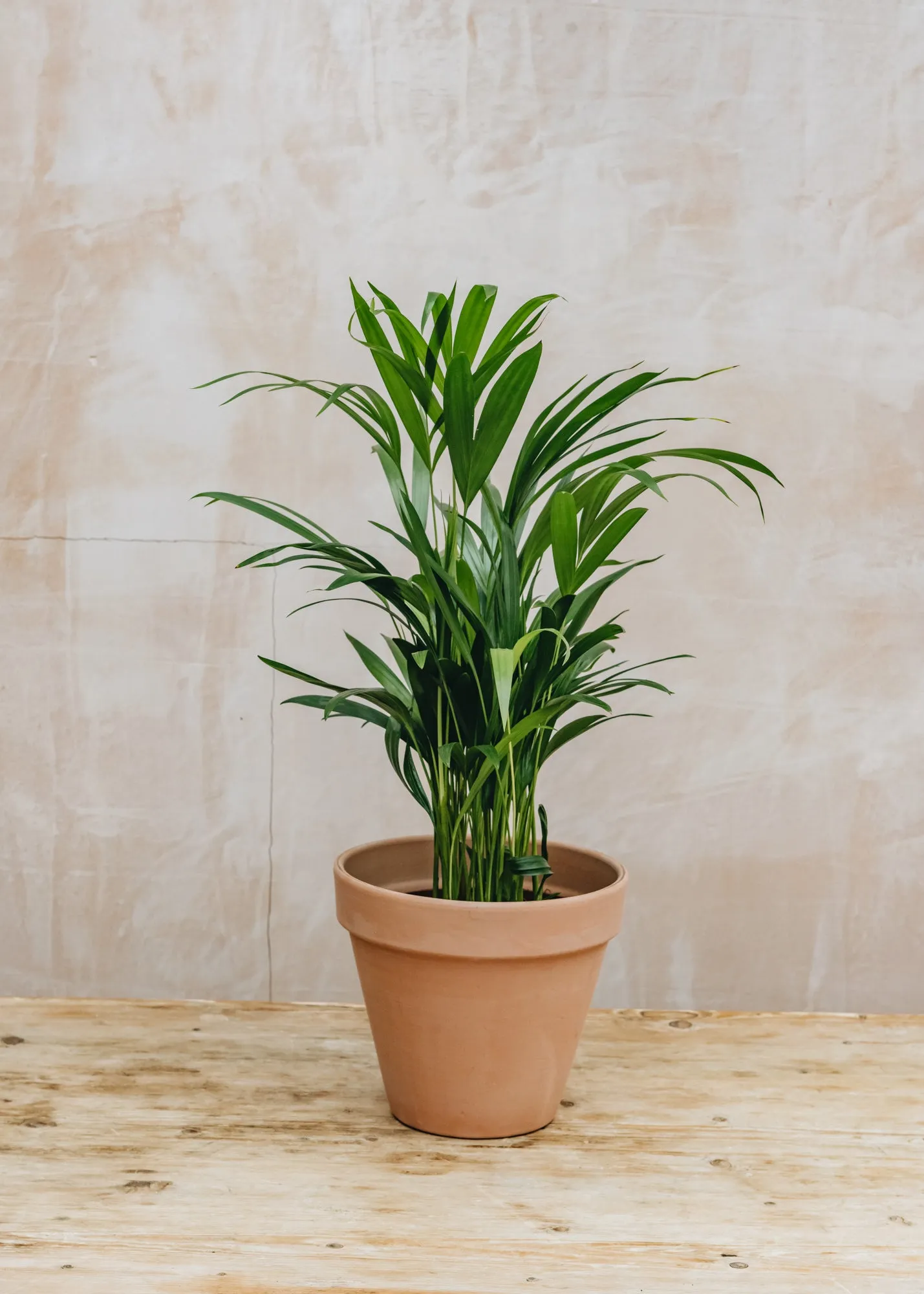 Areca Dypsis lutescens 17cm