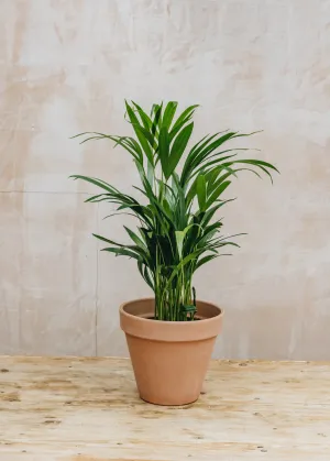 Areca Dypsis lutescens 17cm