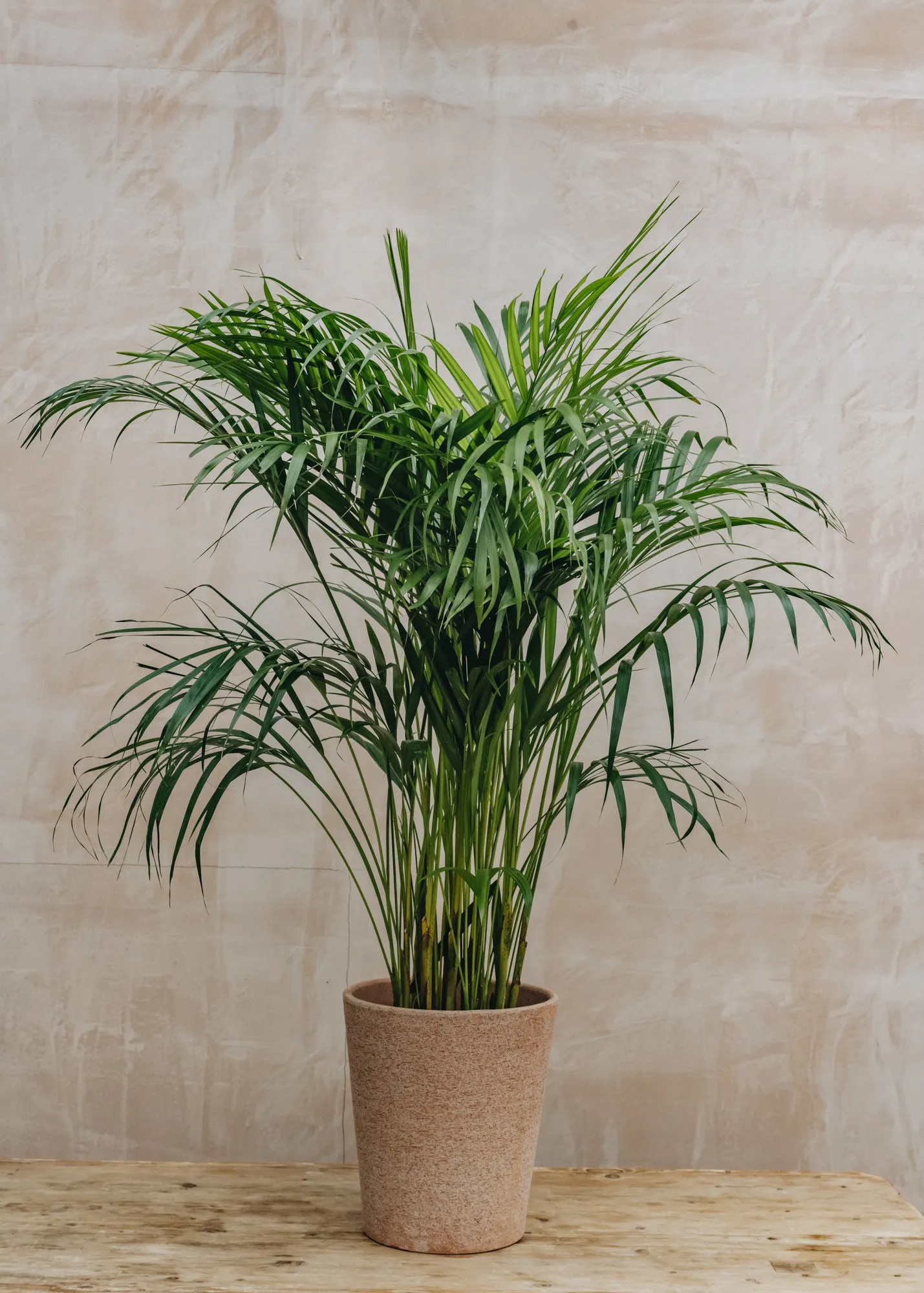 Areca Dypsis lutescens 21cm
