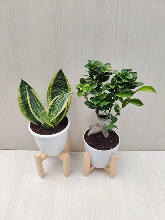 Bonsai Plant and Snake Plant Combo - Perfect for Home, Living Room, and Office Desk