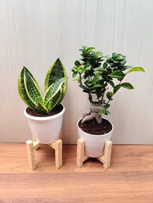 Bonsai Plant and Snake Plant Combo - Perfect for Home, Living Room, and Office Desk