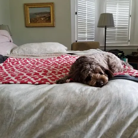Tall Tails Red Bone Dog Blanket