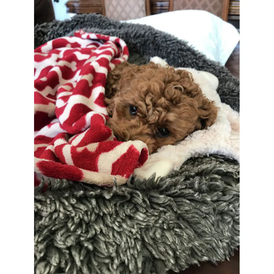 Tall Tails Red Bone Dog Blanket